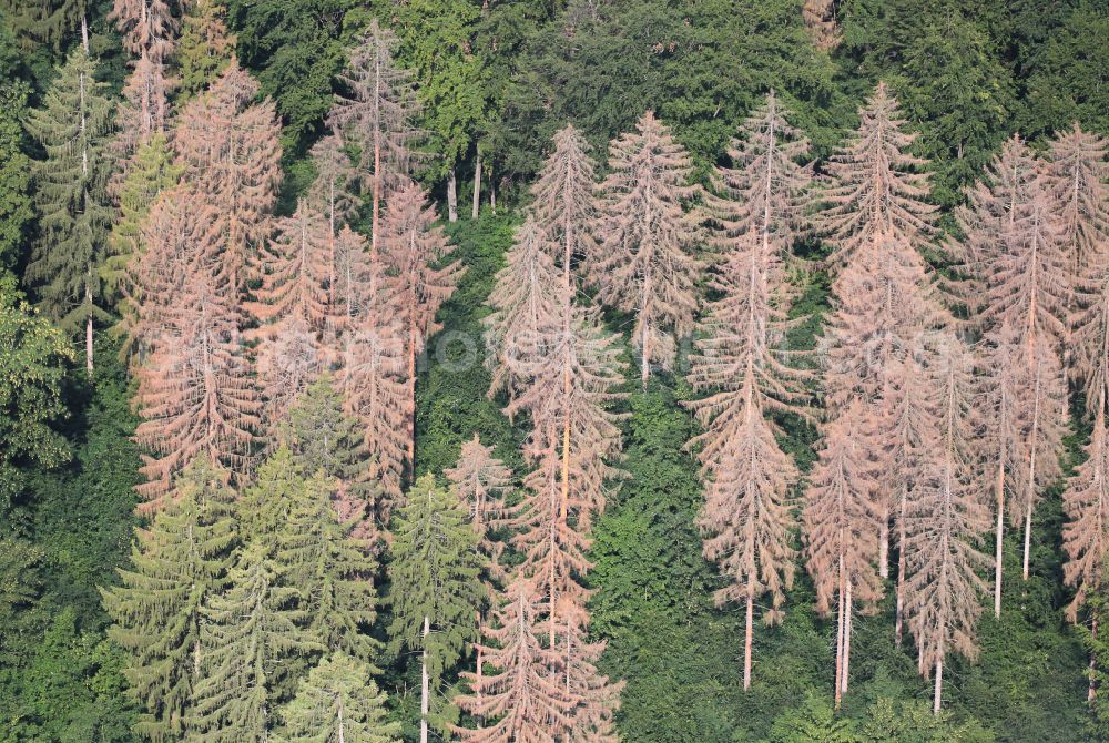 Aerial photograph Blankenhain - Tree dying and forest dying with skeletons of dead trees in the remnants of a forest area in Blankenhain in the state Thuringia, Germany