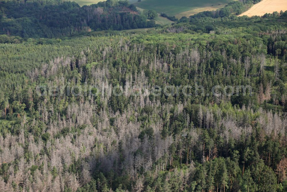 Blankenhain from above - Tree dying and forest dying with skeletons of dead trees in the remnants of a forest area in Blankenhain in the state Thuringia, Germany