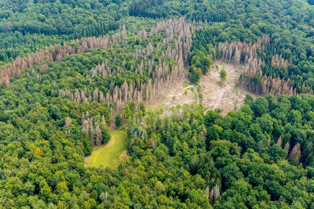 Breitenbruch from the bird's eye view: Tree dying and forest dying with skeletons of dead trees in the remnants of a forest area in Breitenbruch in the state North Rhine-Westphalia, Germany