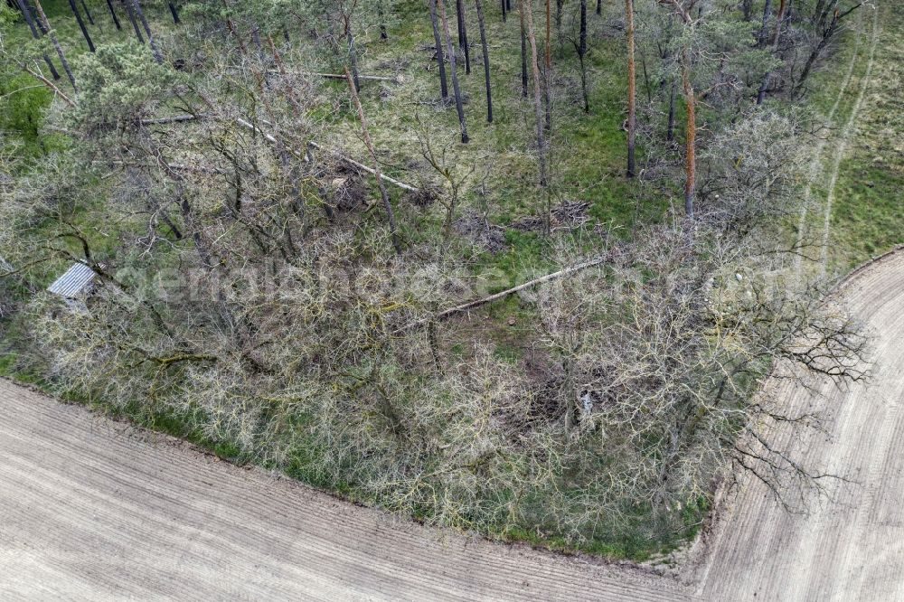 Dahnsdorf from above - Tree dying and forest dying with skeletons of dead trees in the remnants of a forest area in Dahnsdorf in the state Brandenburg, Germany