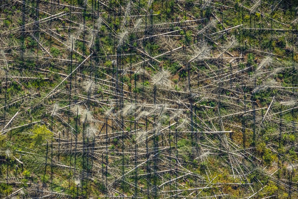 Aerial photograph Fröndenberg/Ruhr - Tree dying and forest dying with skeletons of dead trees in the remnants of a forest area in Froendenberg/Ruhr in the state North Rhine-Westphalia, Germany