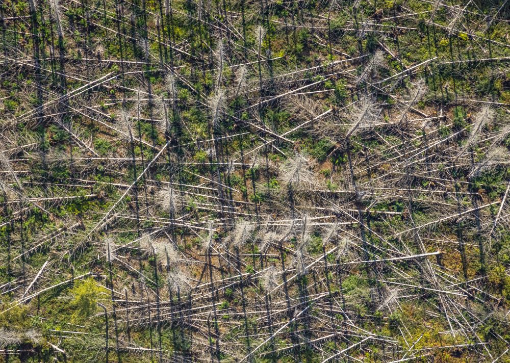 Fröndenberg/Ruhr from above - Tree dying and forest dying with skeletons of dead trees in the remnants of a forest area in Froendenberg/Ruhr in the state North Rhine-Westphalia, Germany