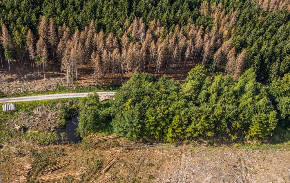 Aerial photograph Hemmecker Bruch - Tree dying and forest dying with skeletons of dead trees in the remnants of a forest area in Hemmecker Bruch in the state North Rhine-Westphalia, Germany