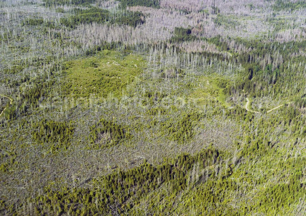 Aerial photograph Osterode am Harz - Tree dying and forest dying with skeletons of dead trees in the remnants of a forest area in Osterode am Harz in the state Lower Saxony, Germany