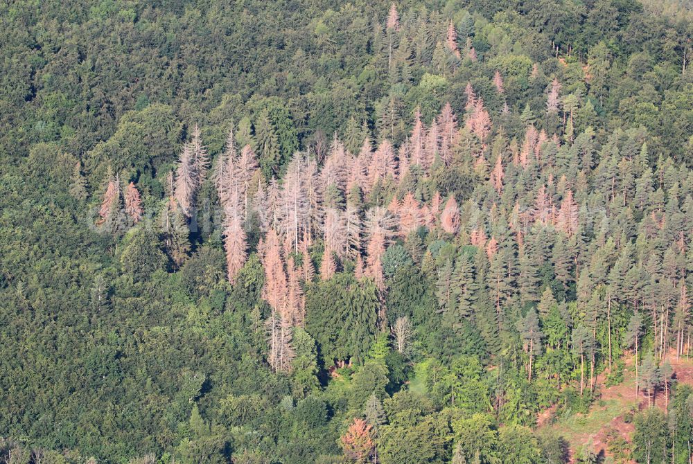 Aerial image Plaue - Tree dying and forest dying with skeletons of dead trees in the remnants of a forest area in Plaue in the state Thuringia, Germany