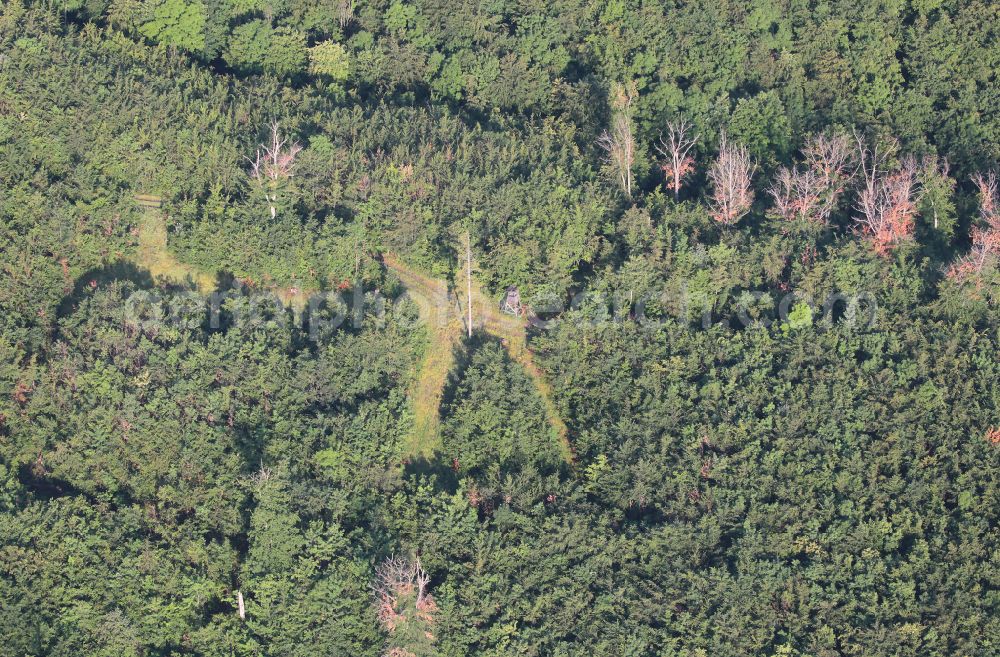 Aerial photograph Plaue - Tree dying and forest dying with skeletons of dead trees in the remnants of a forest area in Plaue in the state Thuringia, Germany