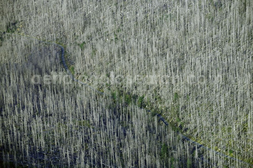 Schierke from above - Tree dying and forest dying with skeletons of dead trees in the remnants of a forest area in Schierke in the state Saxony-Anhalt, Germany