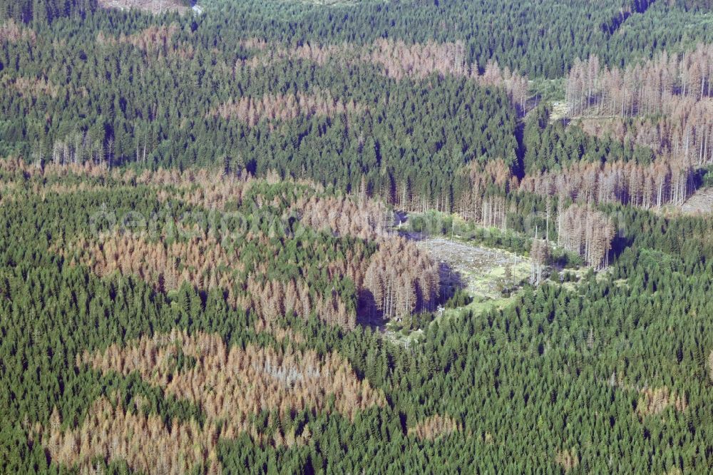 Aerial photograph Schierke - Tree dying and forest dying with skeletons of dead trees in the remnants of a forest area in Schierke in the state Saxony-Anhalt, Germany