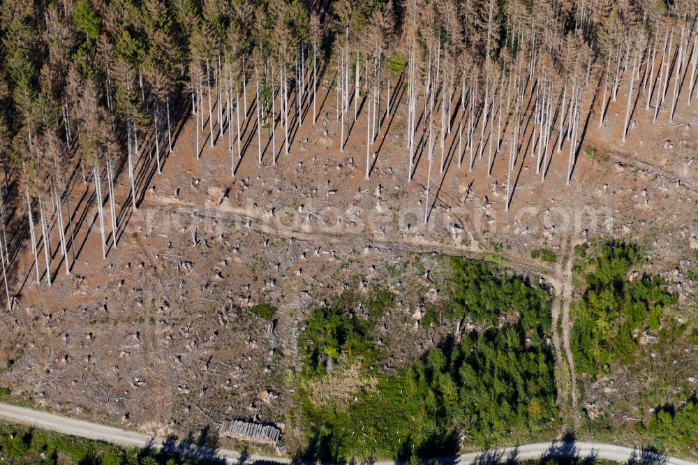 Aerial photograph Witzenhausen - Tree dying and forest dying with skeletons of dead trees in the remnants of a forest area in Witzenhausen in the state Hesse, Germany