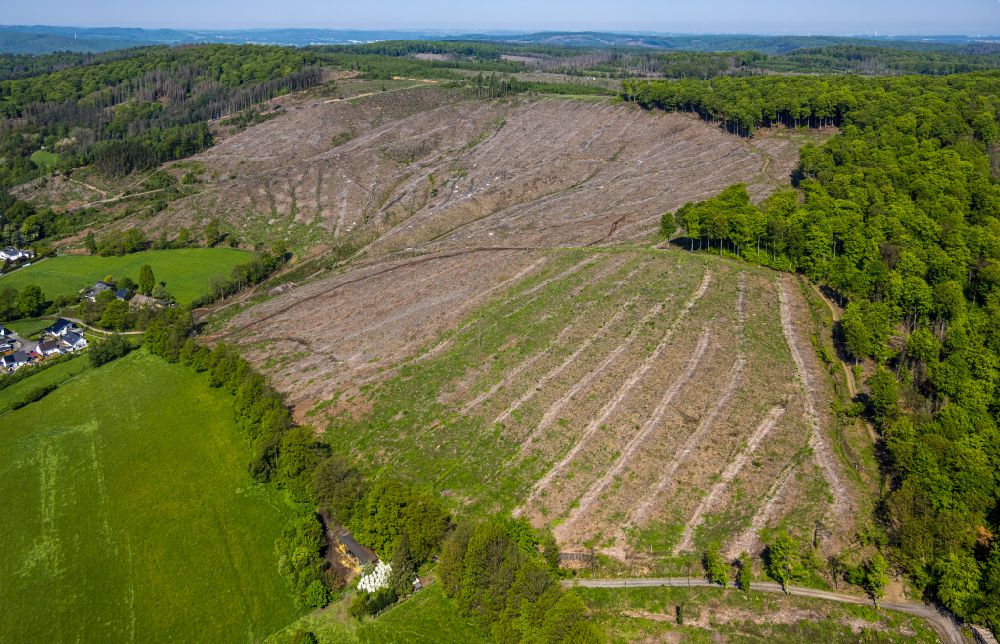 Arnsberg from the bird's eye view: Tree dying and forest dying with skeletons of dead trees and a bare area of a cleared forest stand in the remnants of a forest area in Arnsberg at Sauerland in the state North Rhine-Westphalia, Germany