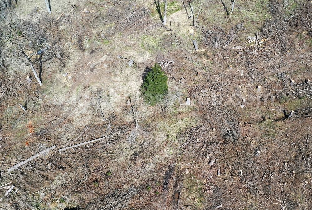 Aerial photograph Elend - Tree dying and forest dying with skeletons of dead trees in the remnants of a forest area in Elend in the Harz in the state Saxony-Anhalt, Germany