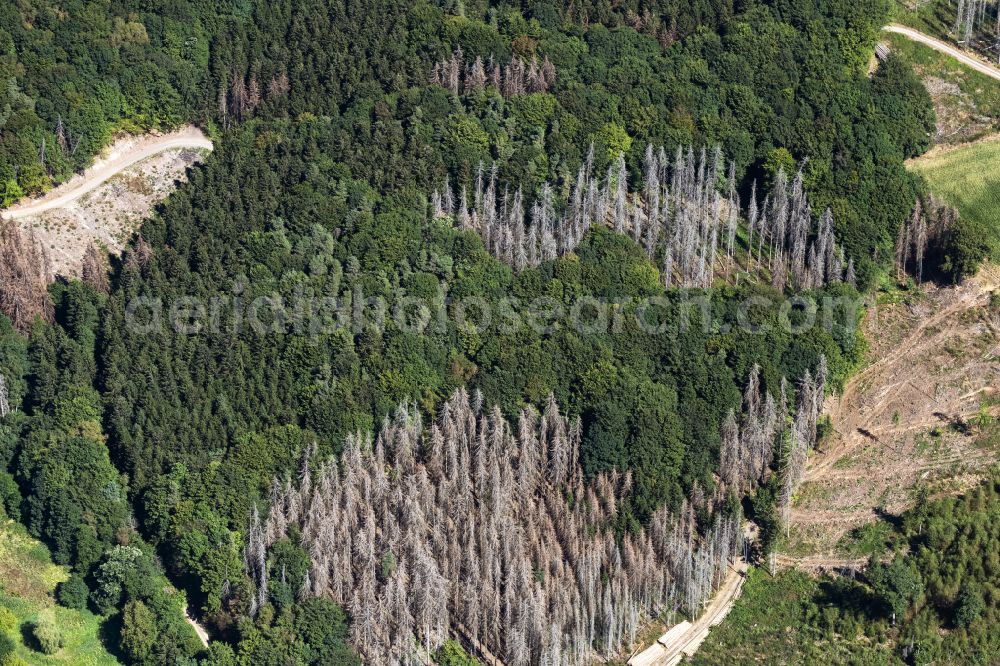 Aerial photograph Engelskirchen - Tree dying and forest dying with skeletons of dead trees in the remnants of a forest area in Engelskirchen in the state North Rhine-Westphalia, Germany