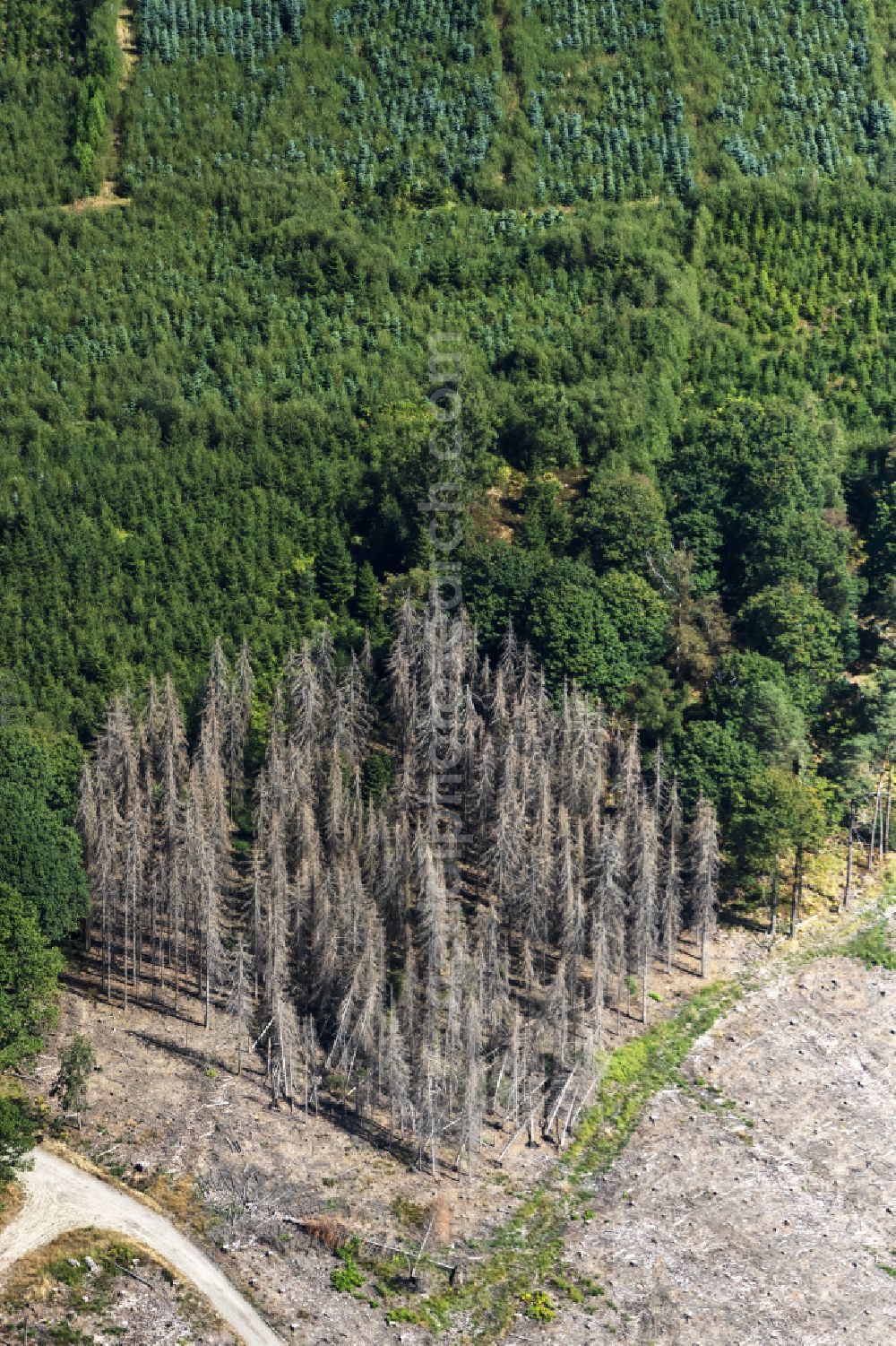 Engelskirchen from the bird's eye view: Tree dying and forest dying with skeletons of dead trees in the remnants of a forest area in Engelskirchen in the state North Rhine-Westphalia, Germany