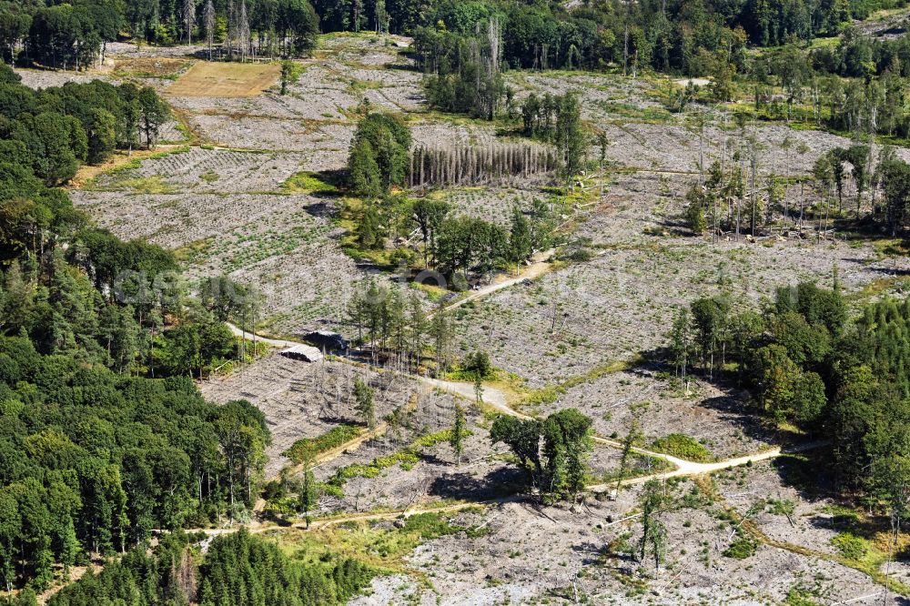 Aerial image Engelskirchen - Tree dying and forest dying with skeletons of dead trees in the remnants of a forest area in Engelskirchen in the state North Rhine-Westphalia, Germany