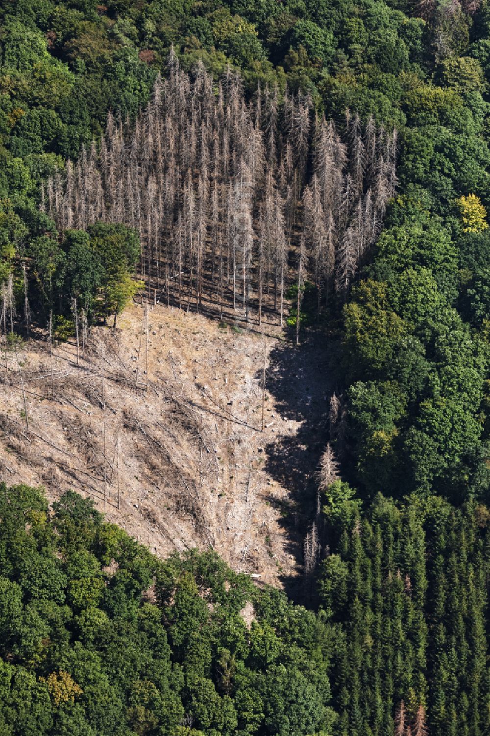Engelskirchen from the bird's eye view: Tree dying and forest dying with skeletons of dead trees in the remnants of a forest area in Engelskirchen in the state North Rhine-Westphalia, Germany