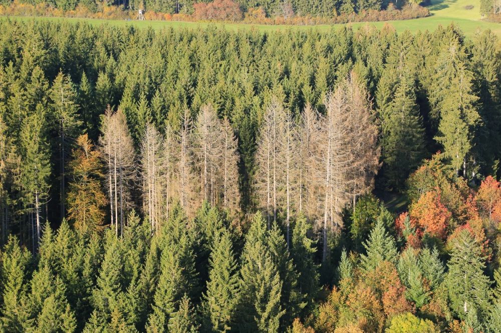Aerial photograph Stühlingen - Tree dying and forest dying in a spruce forest at Stuehlingen in the state Baden-Wurttemberg, Germany