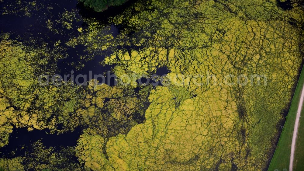 Bonn from the bird's eye view: Green layer of algae on the water surface on Auensee in the district Hochkreuz in Bonn in the state North Rhine-Westphalia, Germany