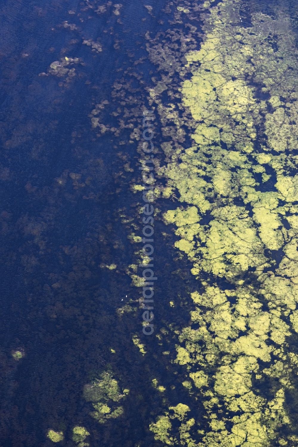 Wetter (Ruhr) from above - Green layer of algae on the water surface on Harkortsee of Ruhr in Wetter (Ruhr) in the state North Rhine-Westphalia, Germany