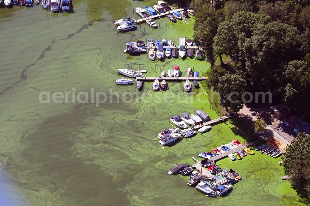 Aerial image Potsdam - Green layer of algae on the water surface on the shore of Lake Templiner at the boat docks of the marina Am Waldbad Templiner See in the district Forst Potsdam Sued in Potsdam in the state Brandenburg, Germany
