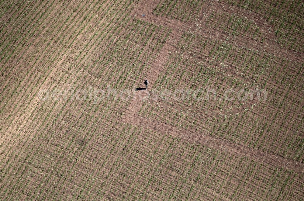 Aerial photograph Erfurt - Working a harvested corn field with harvesters on agricultural field rows in the district Gispersleben in Erfurt in the state Thuringia, Germany