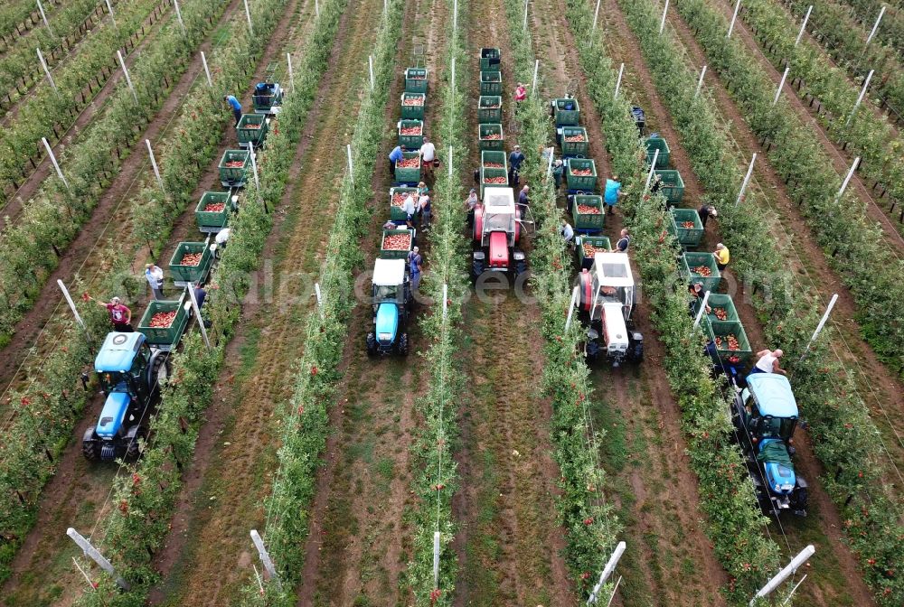 Aerial photograph Erdeborn - Working to the apple harvest with harvesters on agricultural field rows in Erdeborn in the state Saxony-Anhalt, Germany