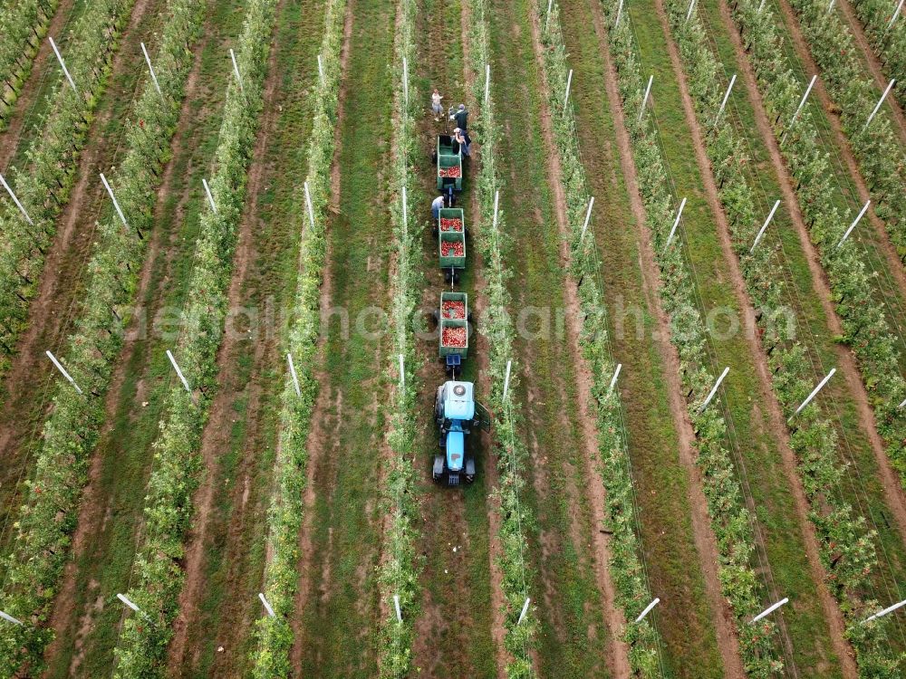 Erdeborn from the bird's eye view: Working to the apple harvest with harvesters on agricultural field rows in Erdeborn in the state Saxony-Anhalt, Germany