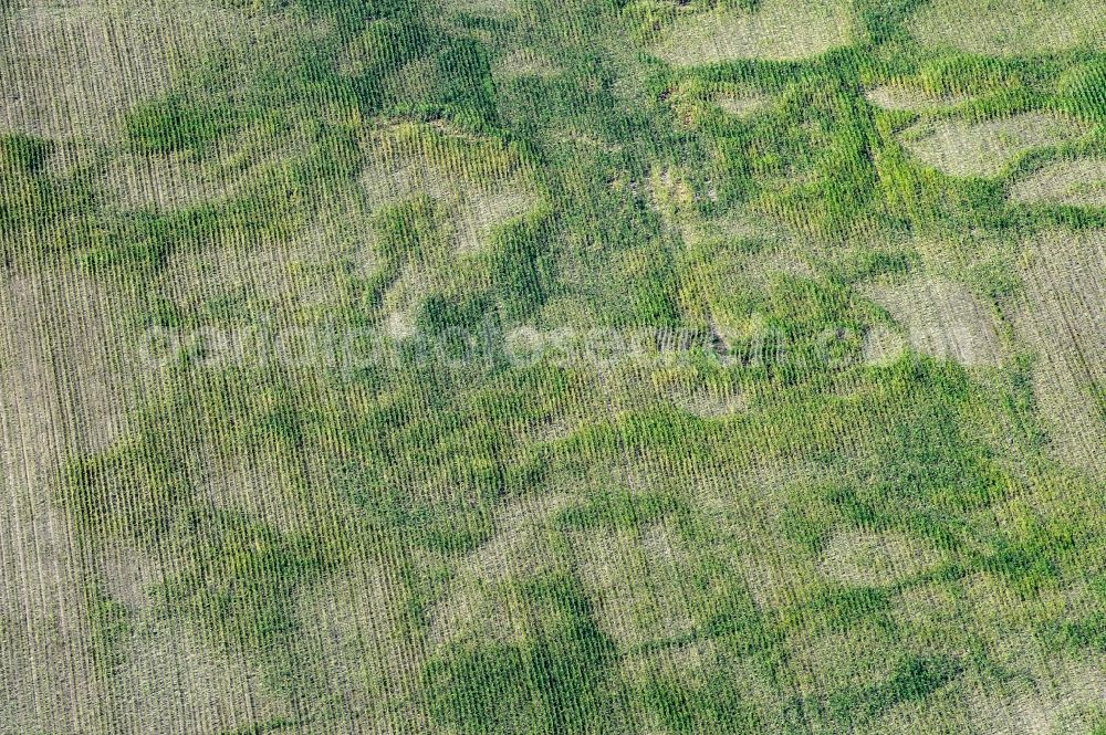 Aerial photograph Drebkau - Structures on agricultural fields with maize cultivation dried out due to lack of water in Drebkau in the state Brandenburg, Germany