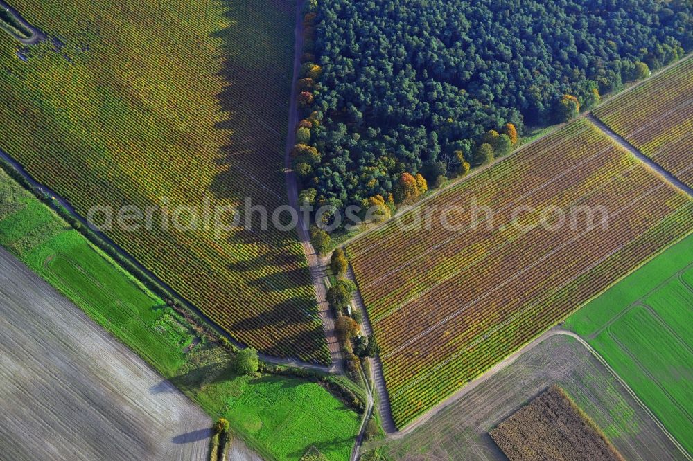 Kremmen from the bird's eye view: Spurred asparagus fields with herb vegetation in Kremmen in Brandenburg