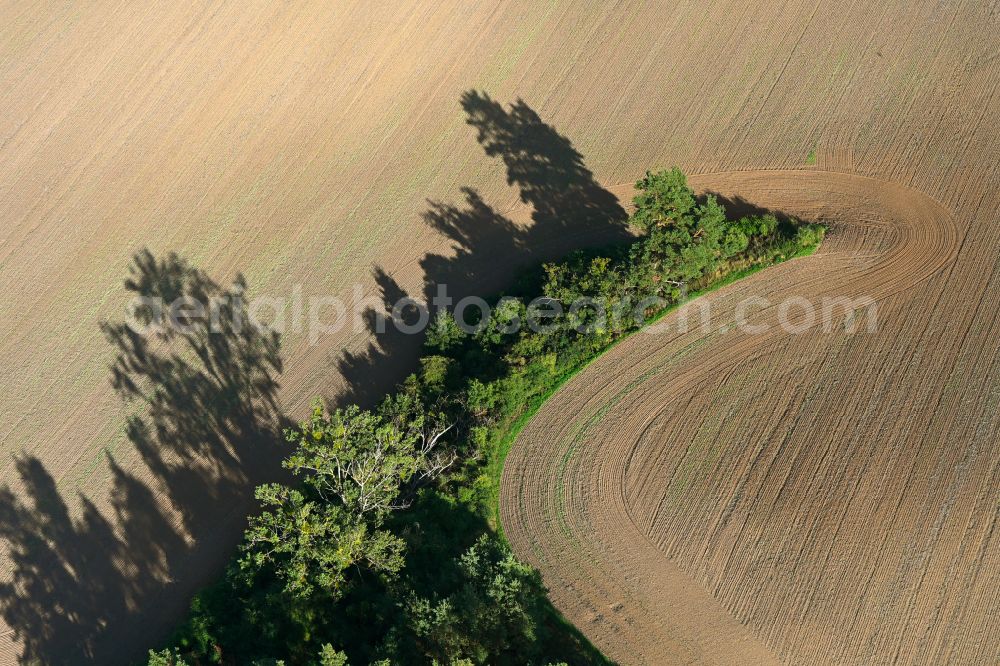 Gollmitz from above - Island of trees in a harvested and plowed up field in Gollmitz Uckermark in the state Brandenburg, Germany