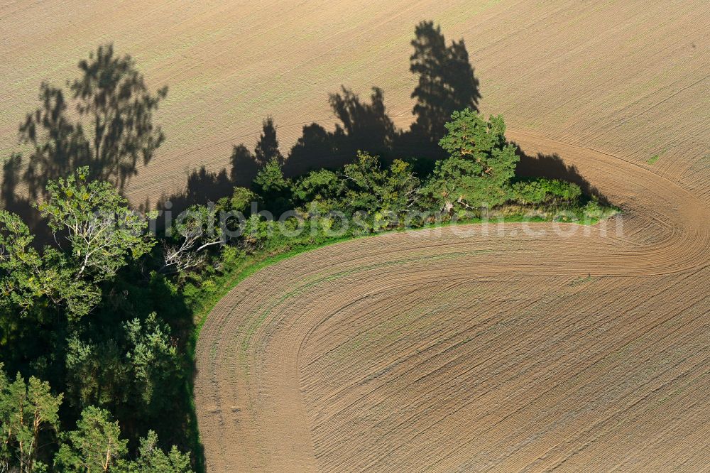 Gollmitz from the bird's eye view: Island of trees in a harvested and plowed up field in Gollmitz Uckermark in the state Brandenburg, Germany