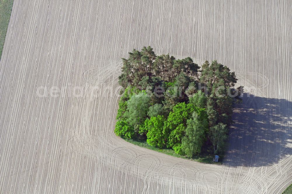 Aerial photograph Babitz - Island of trees in a field in Babitz in the state Brandenburg, Germany