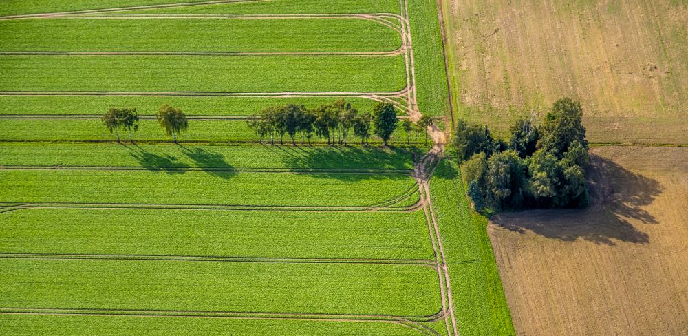 Dorsten from above - Island of trees in a field in Dorsten at Ruhrgebiet in the state North Rhine-Westphalia, Germany