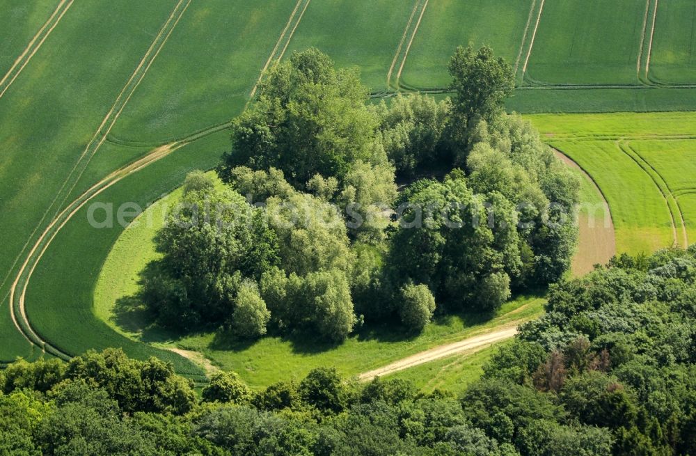 Ebeleben from above - Island of trees in a field in Ebeleben in the state Thuringia, Germany