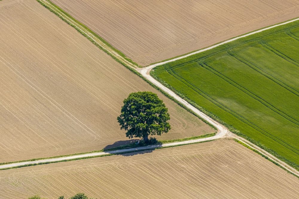 Aerial photograph Langenholthausen - Island of trees in a field in Langenholthausen in the state North Rhine-Westphalia, Germany