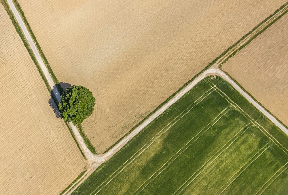 Langenholthausen from the bird's eye view: Island of trees in a field in Langenholthausen in the state North Rhine-Westphalia, Germany