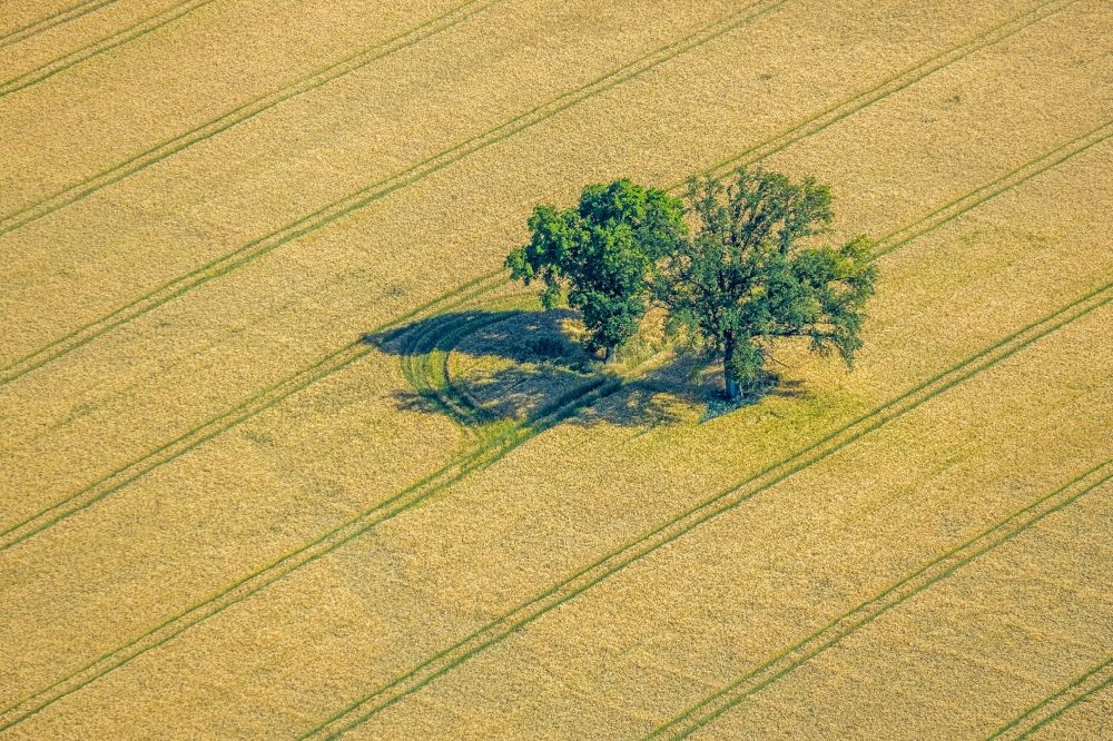 Norddinker from the bird's eye view: Island of trees in a field in Norddinker in the state North Rhine-Westphalia, Germany
