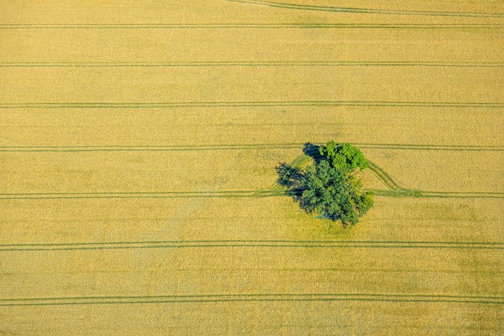Aerial image Norddinker - Island of trees in a field in Norddinker in the state North Rhine-Westphalia, Germany