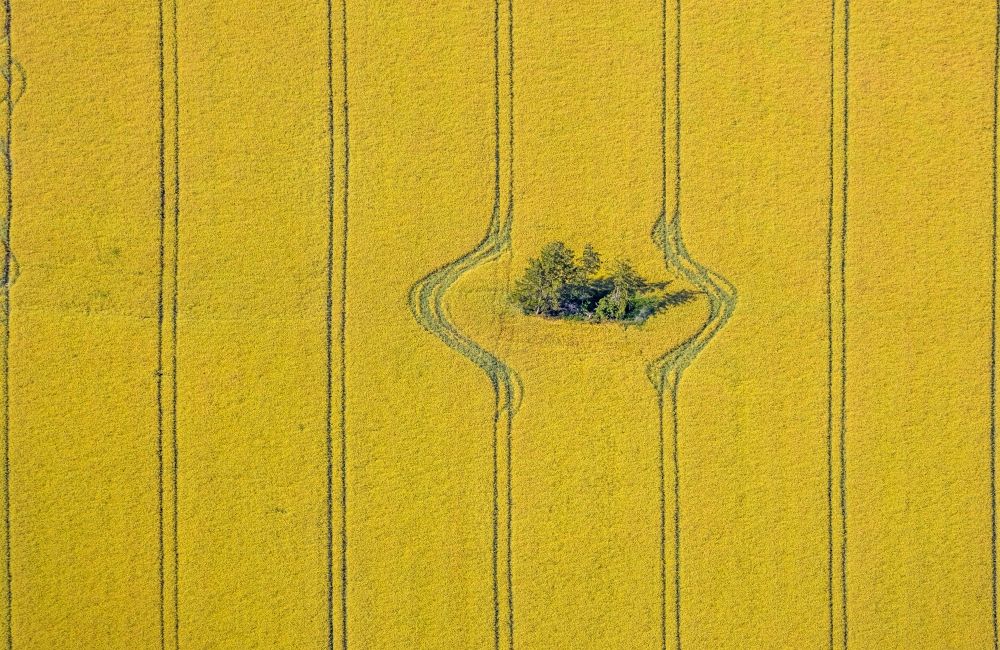 Aerial image Norddinker - Island of trees in a field in Norddinker in the state North Rhine-Westphalia, Germany