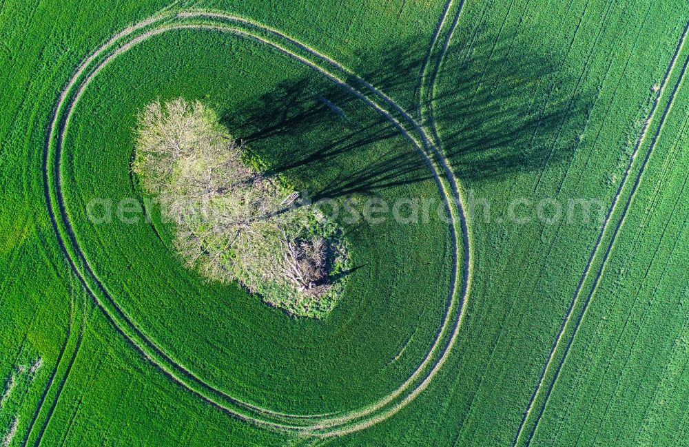 Sachsendorf from the bird's eye view: Island of trees in a field in Sachsendorf in the state Brandenburg, Germany