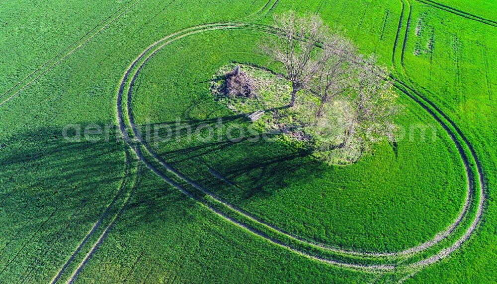 Aerial image Sachsendorf - Island of trees in a field in Sachsendorf in the state Brandenburg, Germany