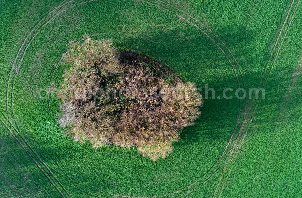 Aerial photograph Tempelberg - Island of trees in a field in Tempelberg in the state Brandenburg, Germany