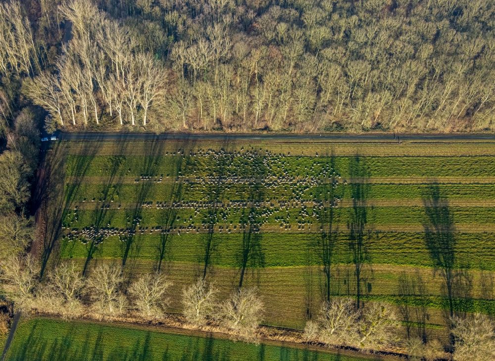 Aerial image Hamm - Tree with shadow forming by light irradiation on a field in Hamm at Ruhrgebiet in the state North Rhine-Westphalia, Germany