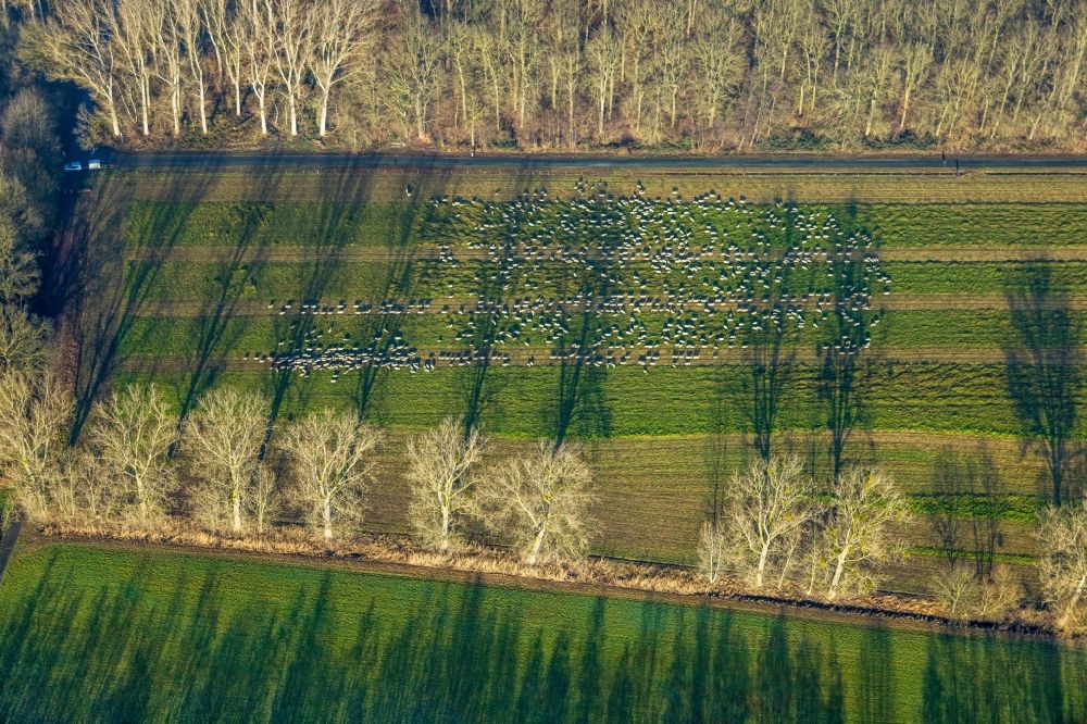 Aerial photograph Hamm - Tree with shadow forming by light irradiation on a field in Hamm at Ruhrgebiet in the state North Rhine-Westphalia, Germany