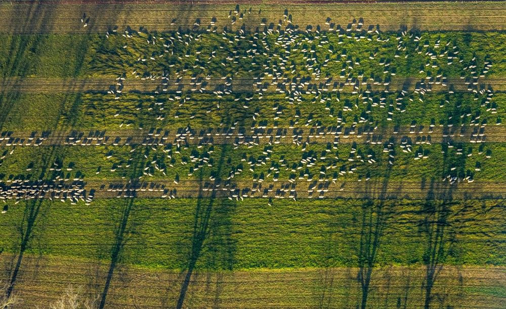 Hamm from above - Tree with shadow forming by light irradiation on a field in Hamm at Ruhrgebiet in the state North Rhine-Westphalia, Germany
