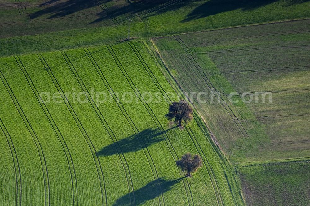 Hundelshausen from the bird's eye view: Tree with shadow forming by light irradiation on a field in Hundelshausen in the state Bavaria, Germany