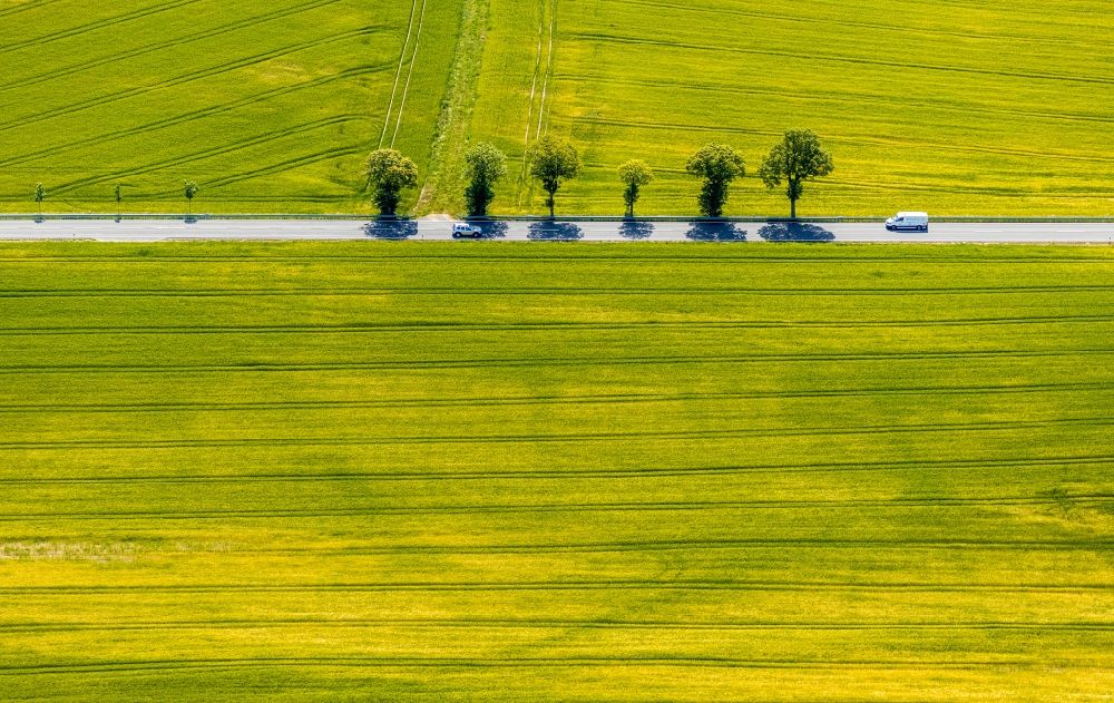 Aerial photograph Langenholthausen - Tree with shadow forming by light irradiation on a field in Langenholthausen in the state North Rhine-Westphalia, Germany