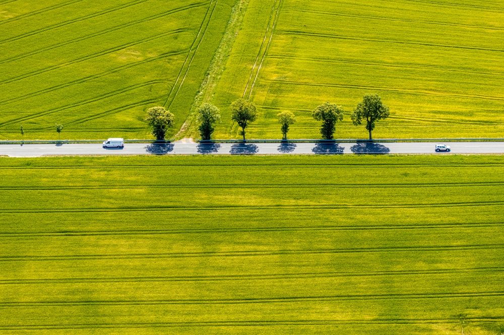 Langenholthausen from above - Tree with shadow forming by light irradiation on a field in Langenholthausen in the state North Rhine-Westphalia, Germany