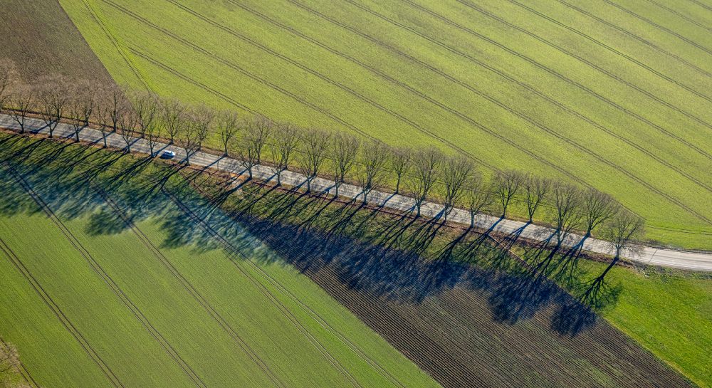 Lünen from above - Tree with shadow formation due to light radiation on a field on Gahmener Strasse in Luenen in the Ruhr area in the state of North Rhine-Westphalia, Germany