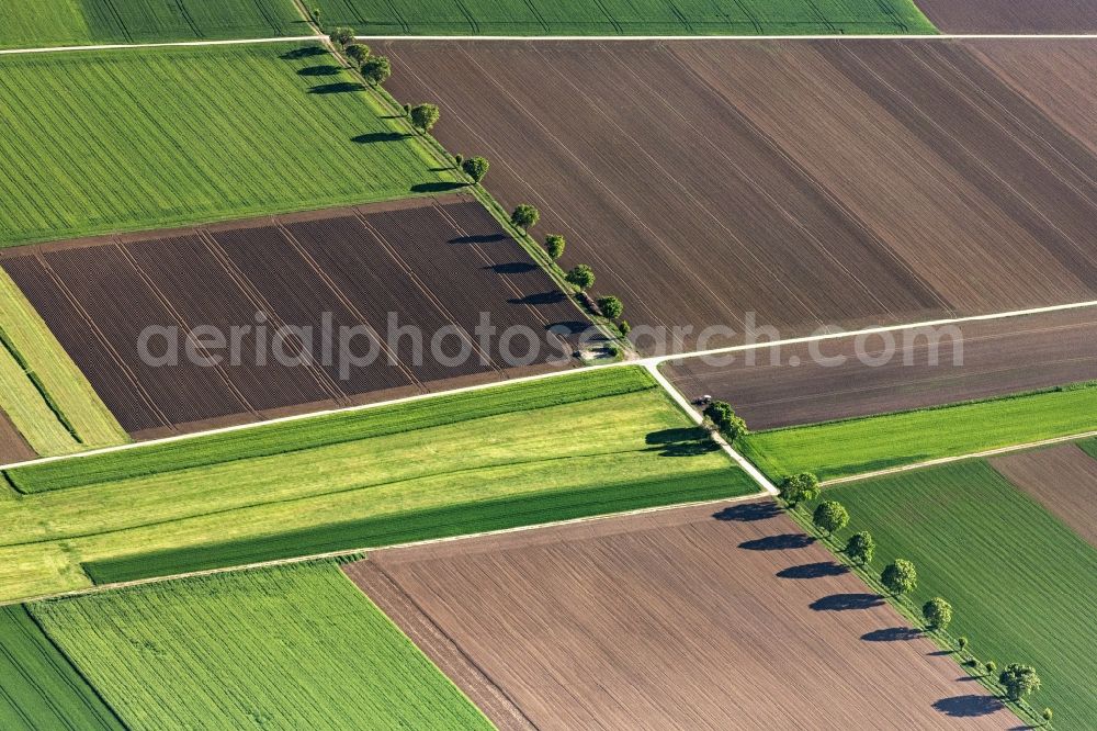 Aerial photograph Nördlingen - Tree with shadow forming by light irradiation on a field in Noerdlingen in the state Bavaria, Germany