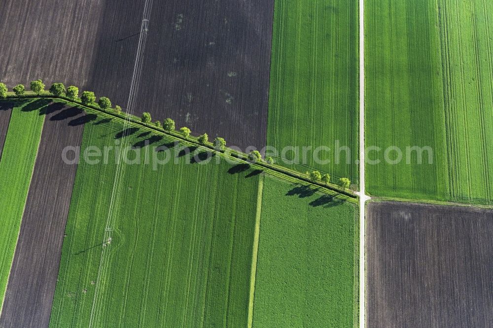 Nördlingen from above - Tree with shadow forming by light irradiation on a field in Noerdlingen in the state Bavaria, Germany